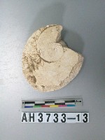 藏品(貝刮器)的圖片